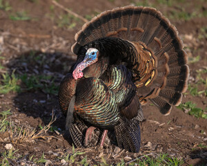 Male Turkey
