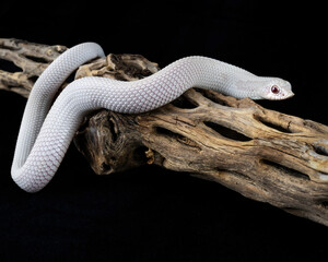 Snow Superconda Hognose