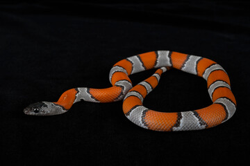 Naklejka premium Gray-banded Kingsnake on black background