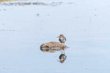 Common sandpiper, Actitis hypoleucos, resting lake shore with reflection in water.