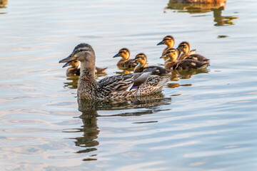 A family of ducks, a duck and its little ducklings are swimming in the water. The duck takes care of its newborn ducklings. Mallard, lat. Anas platyrhynchos