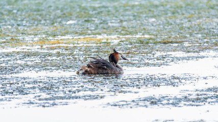 Fototapeta premium The water bird Great crested Grebe, Podiceps cristatus, swimming in the lake, and its cute babies riding on its back