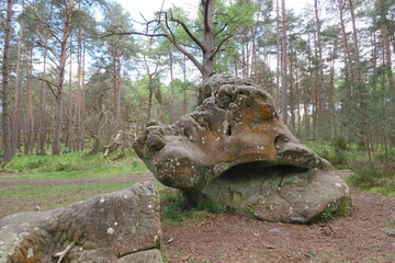 Forêt de Fontainebleau, Barbizon, France