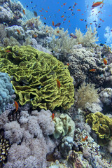 Colorful, picturesque coral reef at the bottom of tropical sea, soft and hard corals, great yellow salad coral, underwater landscape