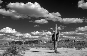 Desertscape - Saguaro cactus in the Salt River management area near Scottsdale Mesa Phoenix Arizona...