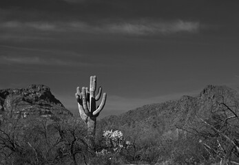 Saguaro cactus in the Salt River management area near Scottsdale Mesa Phoenix Arizona United States...