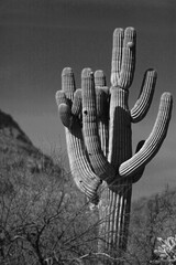 Saguaro cactus in the Salt River management area near Scottsdale Mesa Phoenix Arizona United States