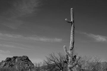 Tall saguaro cactus in the Salt River management area near Scottsdale Mesa Phoenix Arizona United States - black and white