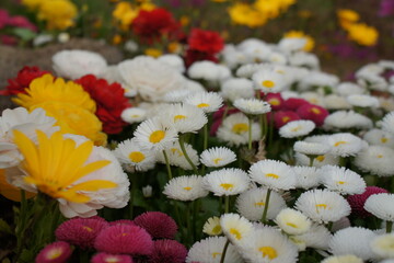 flower daisy
