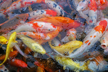 Koi fish are an extremely popular and colorful form of the fish species Amur carp (Cyprinus rubrofuscus).