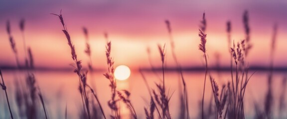 Obraz premium Little grass stem close-up with sunset over calm sea, sun going down over horizon. Pink & purple