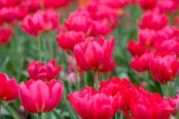 Fototapeta premium Pinkish red double early tulips in Zhongshe Flower Farm in Taichung City, Taiwan.