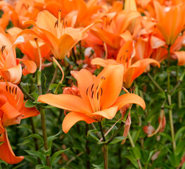 Orange lilies in Zhongshe Flower Farm in Taichung City, Taiwan.