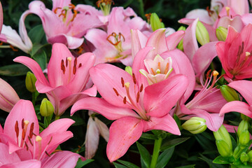 Pink lilies in Zhongshe Flower Farm in Taichung City, Taiwan.