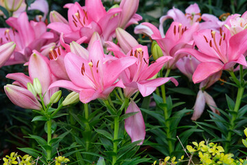 Obraz premium Pink lilies in Zhongshe Flower Farm in Taichung City, Taiwan.