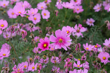 Pink garden cosmos in Zhongshe Flower Market, Taichung Taiwan.