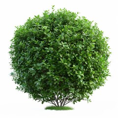 A large green bush with a small green tree growing out of it