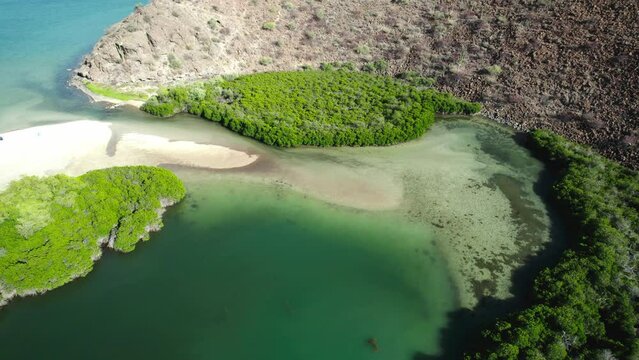 Mangrove Forest On Gulf Of California Near Playa Santispac In Mulege, Baja California Sur, Mexico. aerial shot