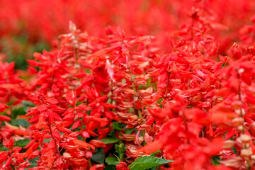 Scarlet sage in Zhongshe Flower Market, Taichung Taiwan.