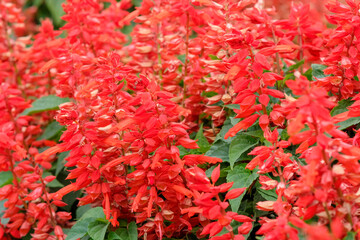 Scarlet sage in Zhongshe Flower Market, Taichung Taiwan.