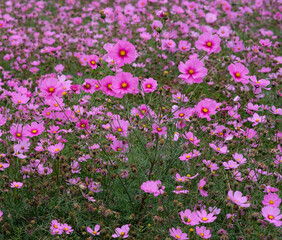 Pink garden cosmos in Zhongshe Flower Market, Taichung Taiwan.