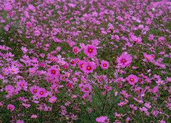 Obraz premium Pink garden cosmos in Zhongshe Flower Market, Taichung Taiwan.