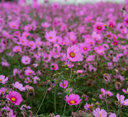 Pink garden cosmos in Zhongshe Flower Market, Taichung Taiwan.