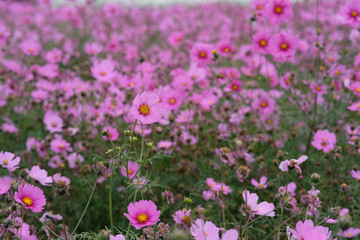 Pink garden cosmos in Zhongshe Flower Market, Taichung Taiwan.