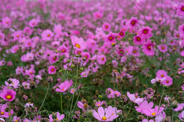 Pink garden cosmos in Zhongshe Flower Market, Taichung Taiwan.