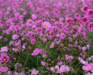 Obraz premium Pink garden cosmos in Zhongshe Flower Market, Taichung Taiwan.