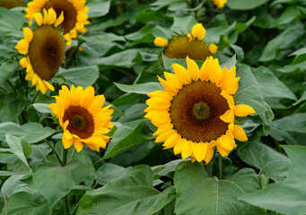 Obraz premium Giant sunflowers in Zhongshe Flower Farm in Taichung City, Taiwan.
