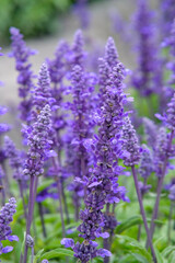 English lavender in Zhongshe Flower Market, Taichung Taiwan.