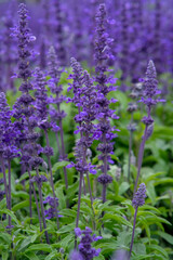 English lavender in Zhongshe Flower Market, Taichung Taiwan.