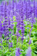 Fototapeta premium English lavender in Zhongshe Flower Market, Taichung Taiwan.