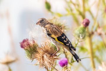 European goldfinch with juvenile plumage, feeding on the seeds of thistles. Carduelis carduelis.