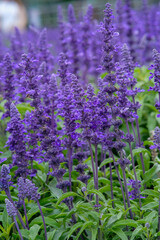 Naklejka premium English lavender in Zhongshe Flower Market, Taichung Taiwan.