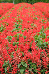 Scarlet sage in Zhongshe Flower Market, Taichung Taiwan.