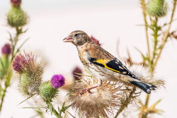 European goldfinch with juvenile plumage, feeding on the seeds of thistles. Carduelis carduelis.