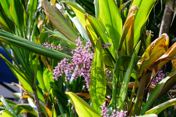Obraz premium Slender palm lily in one of the parks in Taipei Taiwan.