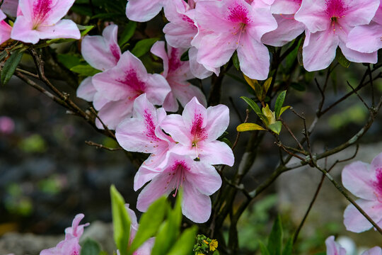Pink Azalea flowers in Yangmingshan Park, Taipei Taiwan.