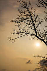 Tree silhouette at sunset time Rawai beach Phuket Thailand