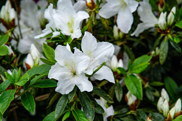 White Azalea flowers in Yangmingshan Park, Taipei Taiwan.