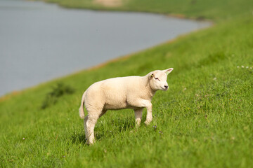 Obraz premium Sheep on the water at Easter. Netherlands, Zeeland, Oosterschelde.
