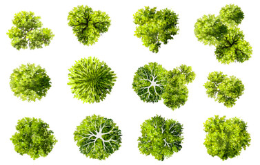 Vector set of Top view green tree for outdoor plan or map and architecture drawing, elements for environment and garden,botanical elements ,blooming flowers in spring,tropical plants element