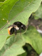 nature,insects,bug,green,wallpaper,snail