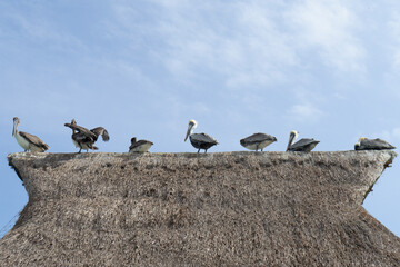 Group of pelicans rest on the thatched roof of a wooden dock extending into the Caribbean Sea in Mexico; cloudy, sunny sky in the background