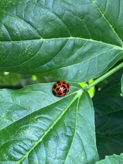 nature,insects,bug,green,wallpaper,snail