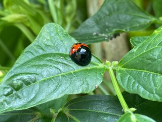 nature,insects,bug,green,wallpaper,snail