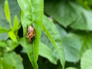nature,insects,bug,green,wallpaper,snail