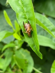nature,insects,bug,green,wallpaper,snail